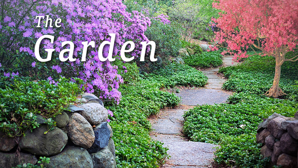 The Garden